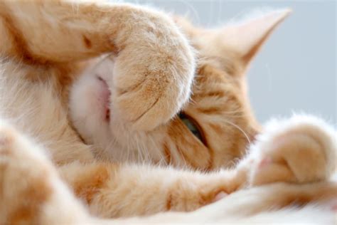 Cat Dry Nose: Causes and How to Help | Great Pet Care