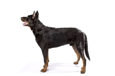 Beauceron vs. Doberman: How to Tell the Difference – American Kennel Club | Doberman, Beauceron ...