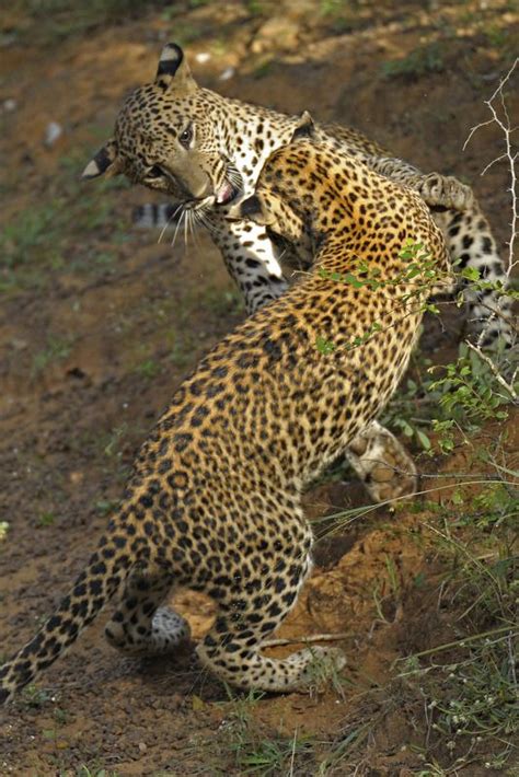 Leopards (Photo by dickysingh) | Animals beautiful, Spotted animals, Big cats