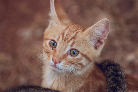 Orange Tabby Kitten · Free Stock Photo