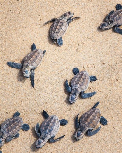 Baby Sea Turtles | Baby turtles, Baby sea turtles, Cute baby turtles