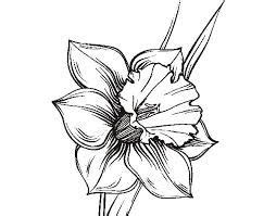 Image result for narcissus drawing | Daffodil tattoo, Narcissus flower tattoos, Narcissus tattoo