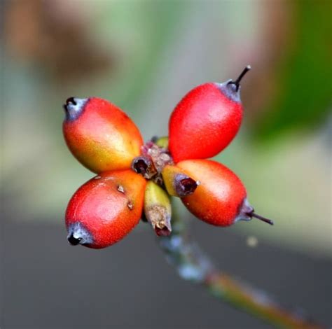 How and Why to Grow Dogwood Trees • New Life On A Homestead | Homesteading Blog