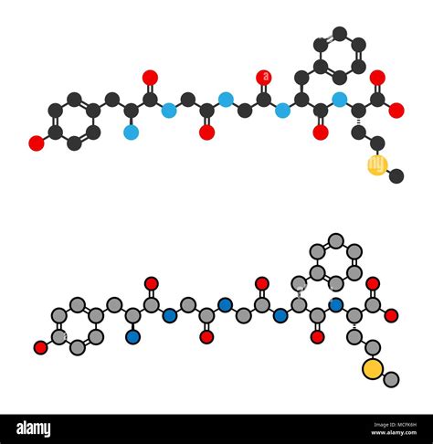 Met-enkephalin endogenous opioid peptide molecule. Stylized 2D renderings Stock Vector Image ...