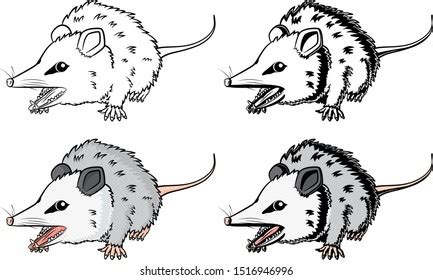 Vector Illustration Isolated Opossum Showing Teeth: เวกเตอร์สต็อก (ปลอดค่าลิขสิทธิ์) 1516946996 ...