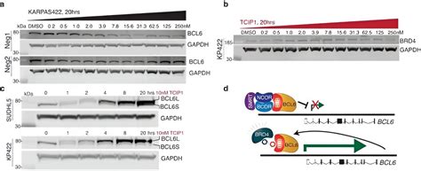 Scientists engineer cooperation in cancer cells to activate apoptosis mechanisms