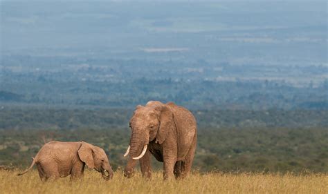 African Elephant Mother and Calf | Sean Crane Photography