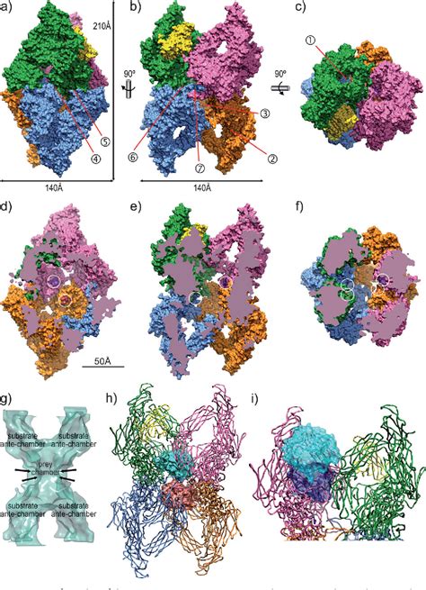 The crystal structure of human α2-macroglobulin reveals a unique ...