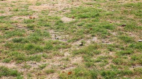 7 Signs Of Grubs On Lawn | Lawn Grub Symptoms