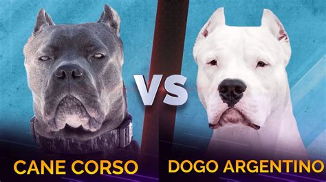 Dogo Argentino vs Cane Corso - Facts | Comparison - Dog Dwell