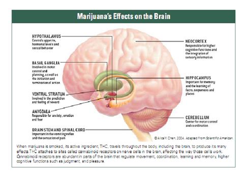 WEED | MARIJUANA | CANABIS | GRASS | RAGGAE | POT SMOKING EDIBLES: Tv ...