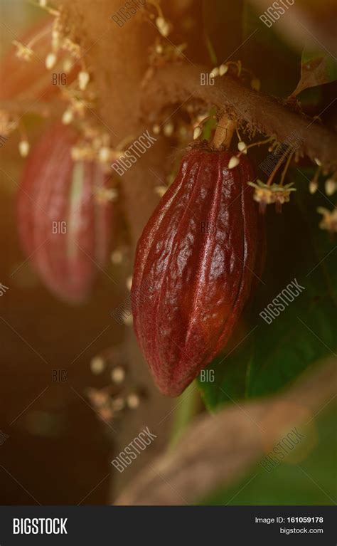 Cacao Pod Ready Image & Photo (Free Trial) | Bigstock