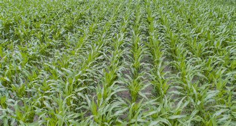 Drone Flight and Aerial View Over a Corn Field Stock Photo - Image of field, summer: 123837136