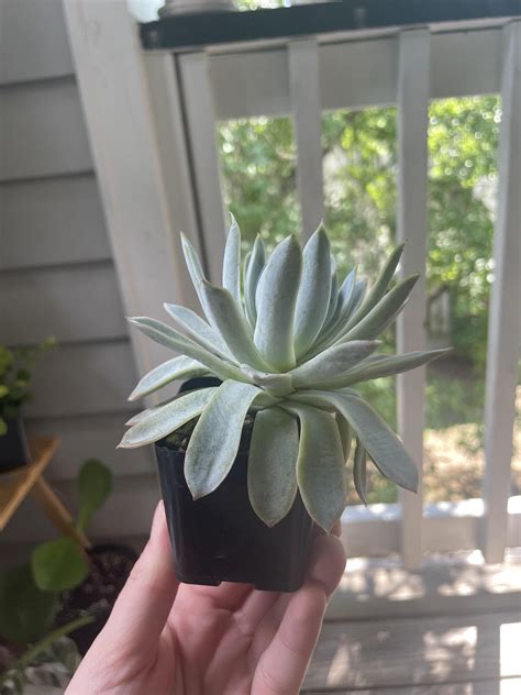 What does this guy need? : r/succulents