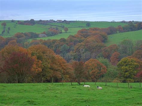 Autumn in the Forest of Bowland Stock Photo - Image of autumn, europe: 1668294