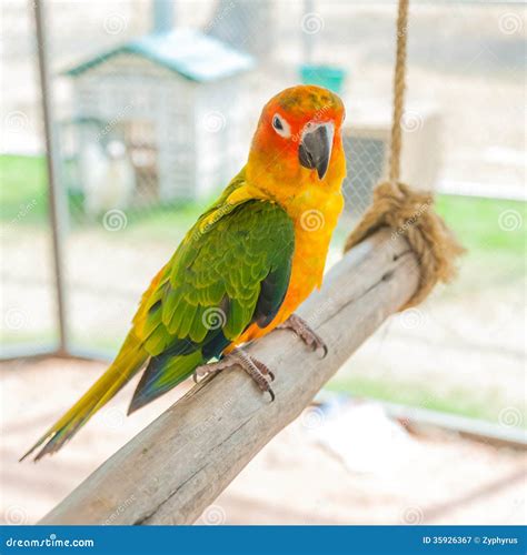 Colorful Parrot Bird Sitting on the Perch Stock Image - Image of color, animal: 35926367