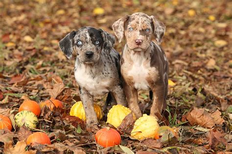 Meet the Louisiana Catahoula Leopard Dog!