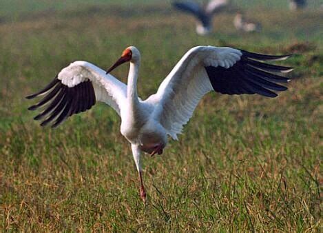 Endangered Animals: Siberian Crane