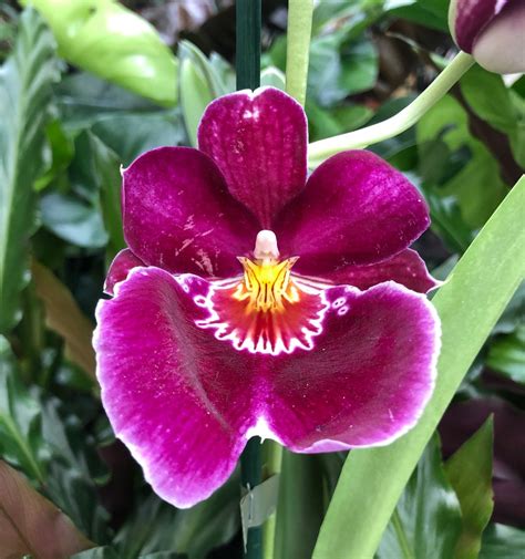 A COMPLETE Guide to Growing Miltonia Orchids!