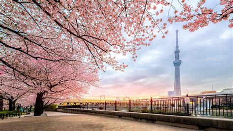 Sakura Guide: 14 Best Places To See Cherry Blossoms in Tokyo | byFood