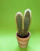 Free photo: Cactus, Plant, Spur, Prickly, Green - Free Image on Pixabay - 802478