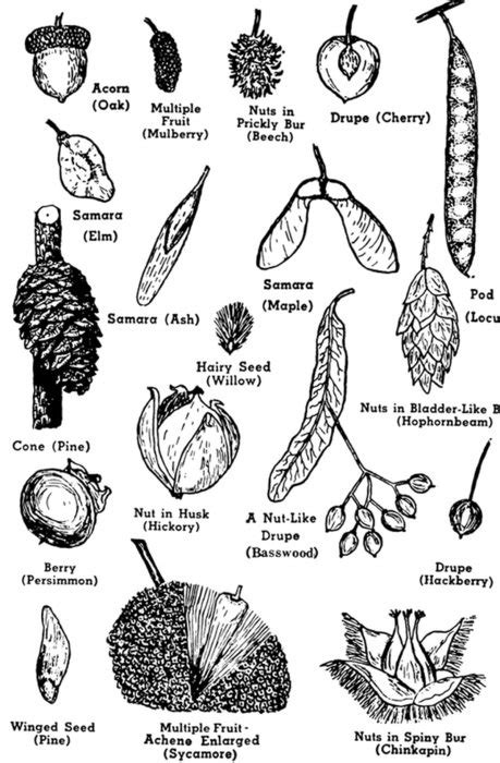 Tree Seed Pod Identification Guide free image download