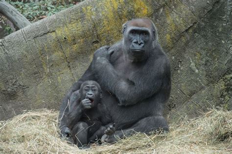 It's Playtime! Two Baby Gorillas Debut at Bronx Zoo - ZooBorns