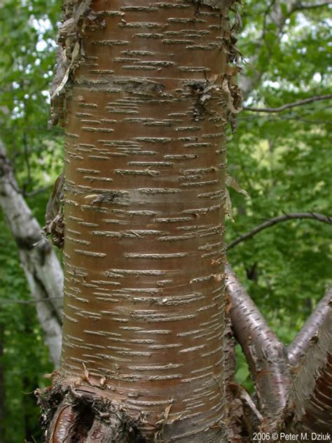 Betula alleghaniensis (Yellow Birch): Minnesota Wildflowers