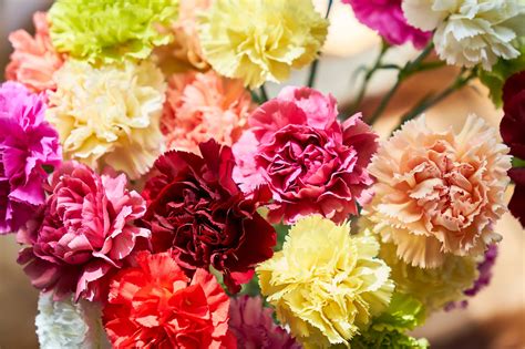 13 Top Varieties for Cut Flowers