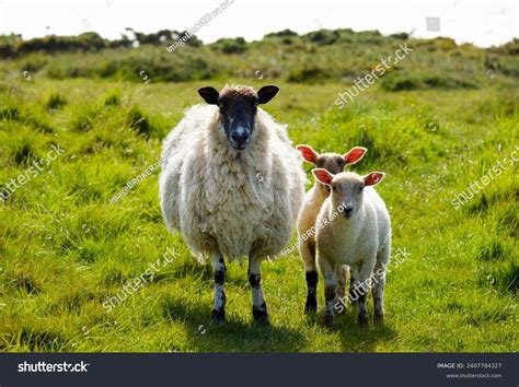 Best Ewes Royalty-Free Images, Stock Photos & Pictures | Shutterstock