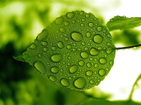 Water Drops Green Leaf Wallpaper | Download wallpapers page