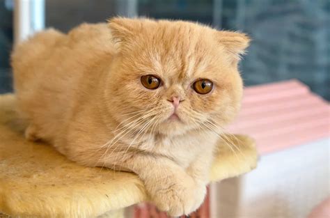 12 Best Cat Breeds For October 2024: A Cat Lover's Guide