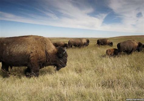 Bison Help Restore Natural Habitat - TalkPath News