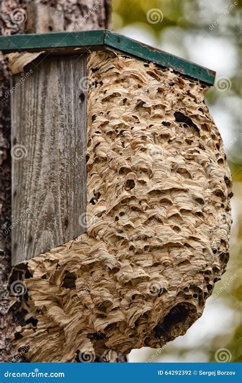 Wasp hive stock photo. Image of animal, detail, natural - 64292392