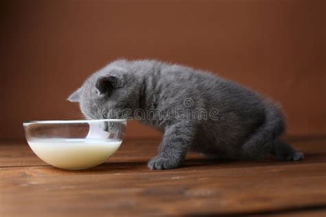 British Shorthair Kitten Drinking Milk from Bowl Stock Image - Image of isolated, baby: 119677255