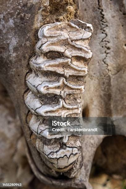 Elephant Molars In The Remains Of A Skull Stock Photo - Download Image Now - Africa, African ...