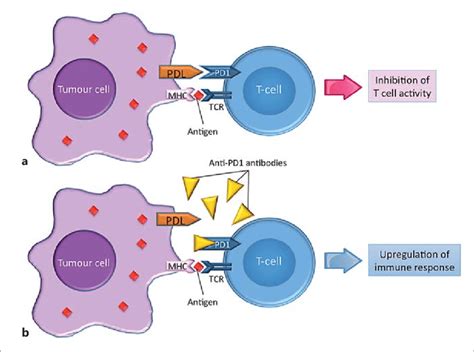 Pd 1 Pd L1 Pathway