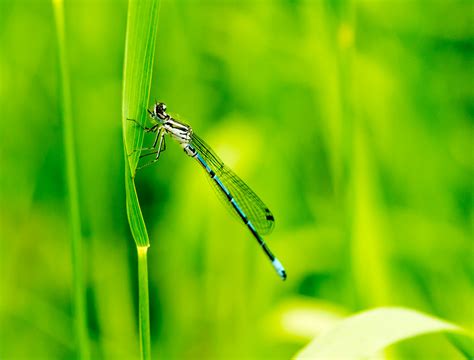 Damsel fly | Paul Webster | Flickr