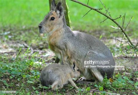 135 Mara Rodent Stock Photos, High-Res Pictures, and Images - Getty Images