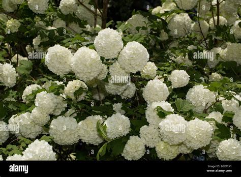 Chinese snowball (Viburnum macrocephalum Stock Photo - Alamy