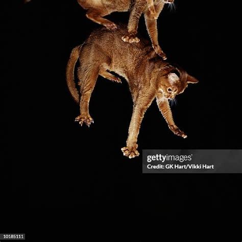 89 Cat Jumping High Stock Photos, High-Res Pictures, and Images - Getty Images