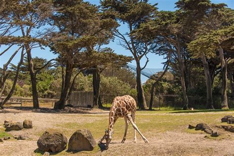 San Francisco zoo | photos & videos