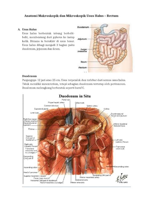 (DOCX) Anatomi Usus Halus Dan Usus Besar - DOKUMEN.TIPS