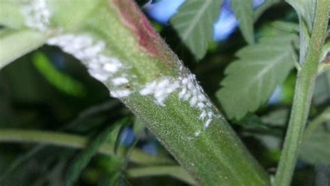 Moisissure blanche sur les plantes : symptômes, traitement, prévention ...