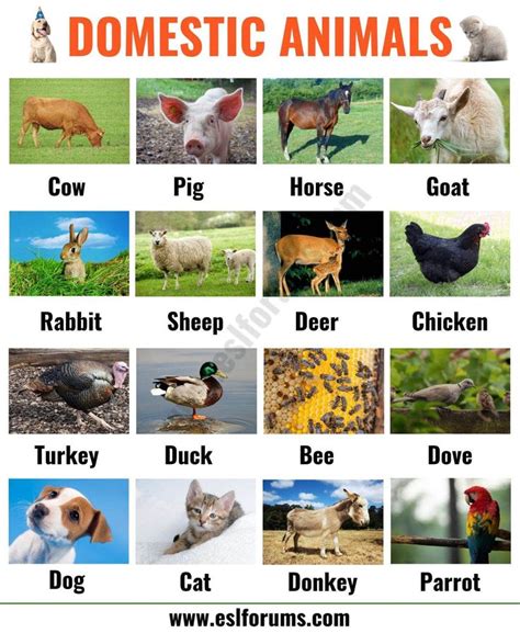 Farm Animals: List of 15+ Popular Farm/ Domestic Animals in English - ESL Forums | List of ...