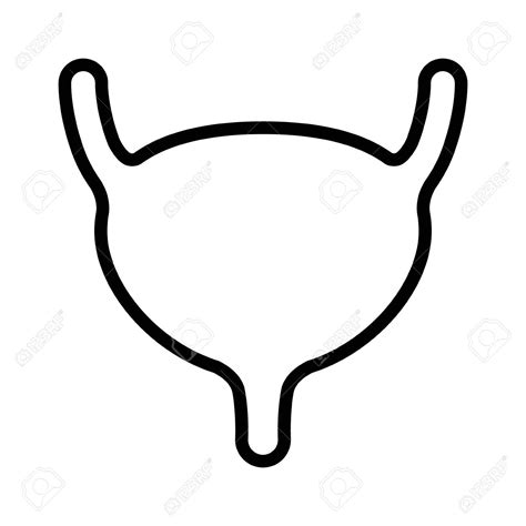 bladder clipart 20 free Cliparts | Download images on Clipground 2024