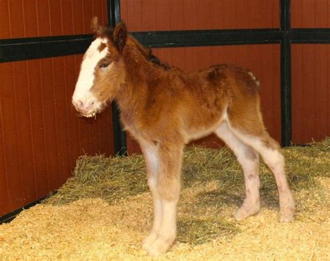 Breaking News – Budweiser Welcomes First Clydesdale Foal of 2016 ...