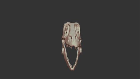 Raptor Skull - Shape Fix - Download Free 3D model by Too Much Garlic (@TooMuchGarlic) [b46131b ...