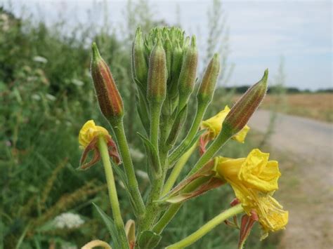 Evening Primrose, a Nutritious and Medicinal Garden Favorite - Eat The Planet