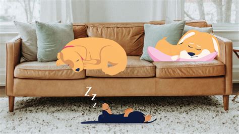 10 Dog Sleeping Positions & What They Mean | BetterVet